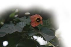 Hibiscus tiliaceus